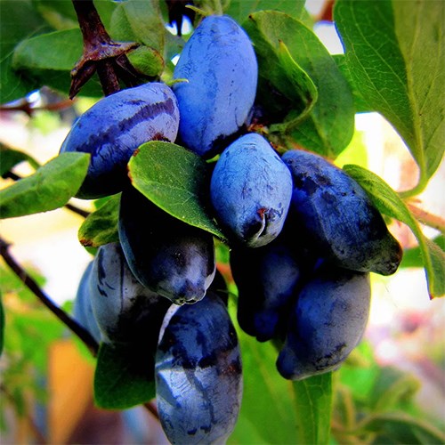 жимолость блю трессур