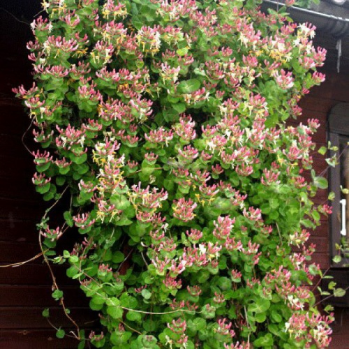 g-katalog-11-04-1114-700x700