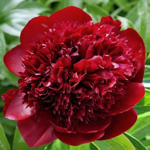 пион Ред Чарм