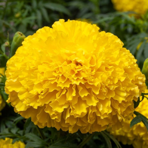 бархатцы биг топ елоу