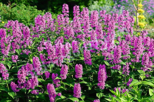 nepeta-nervosa-pink-cat (1)