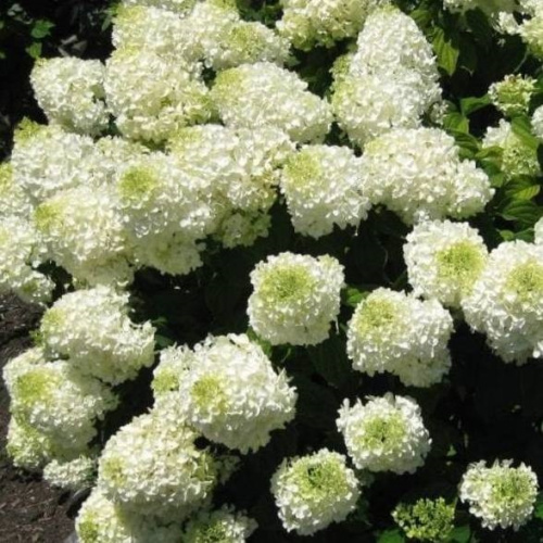 gortenziya-metelchataya-silver-dollar-22