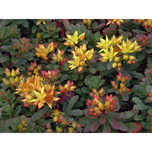 Sedum-floriferum-1000x1000
