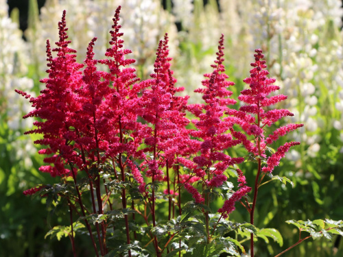 Астильба Astilbe Younique Carmine