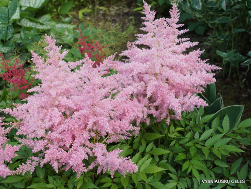 Astilbe-Younique-Silvery-Pink-3