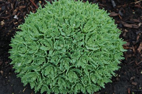 седум грозовое облако