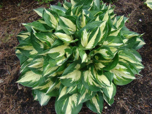 Hosta-Revolution-3