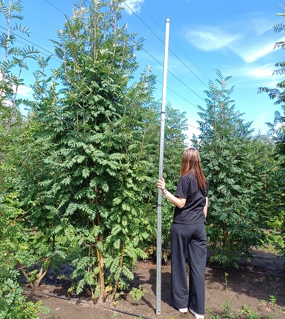 рябина куст