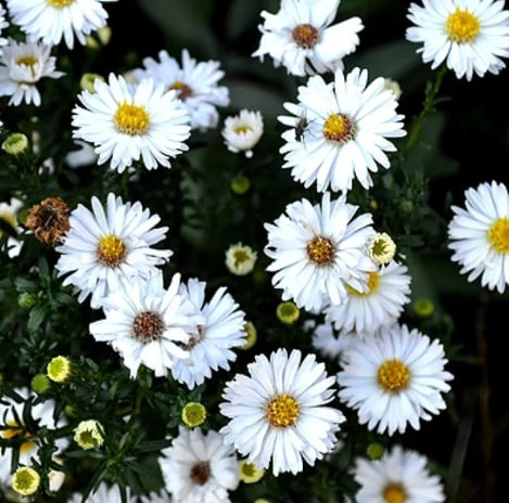 астра сноуспрайт