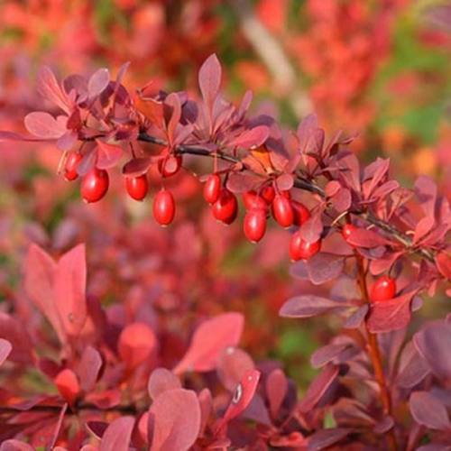 berberis-nana-nana3_5b694adc65231