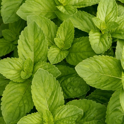 Myata-kolosistaya-Spikata1