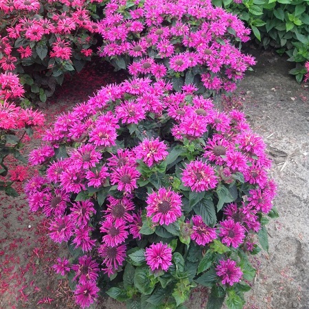 монарда би фри