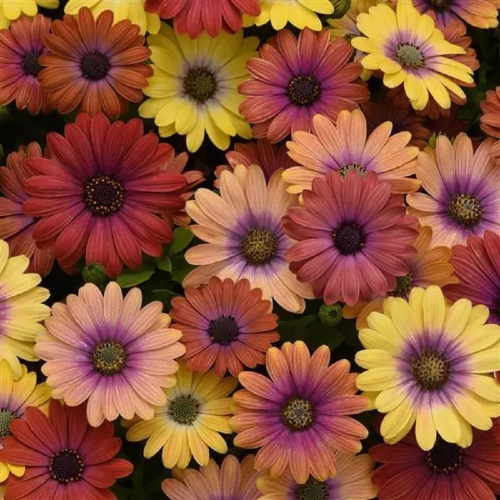 остеоспермум акила гаваи микс