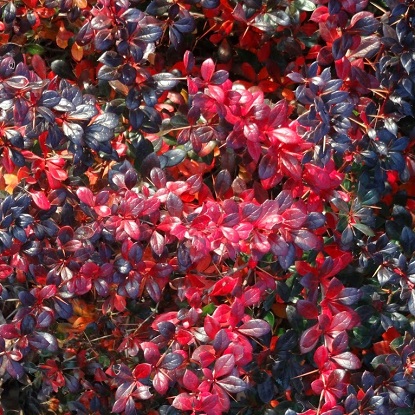 Berberis.Red Jewel.9