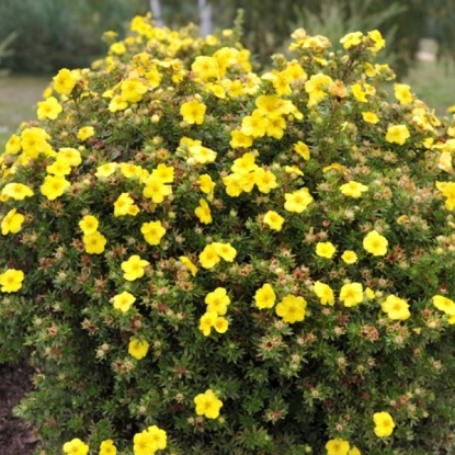 Лапчатка Кобольд