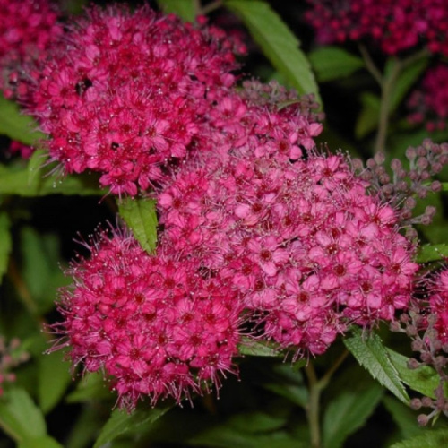 spireya-yaponskaya-antoni-vaterer-spiraea-japonica-anthony-waterer