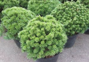 opisanie-sorta-sosna-gornaya-bendzhamin-5-min-300x209