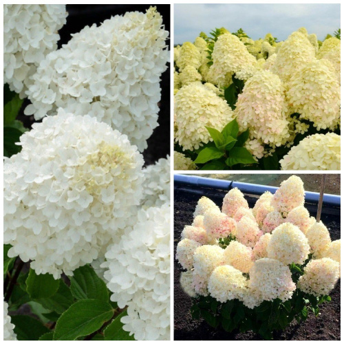 шугар раш гортензия