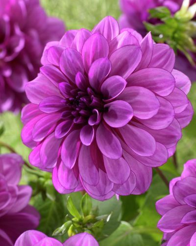 georgina_blyu_bell_2