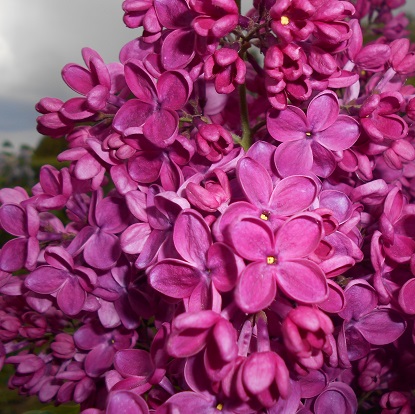 Syringa_vulgaris_Znamya_Lenina_2016-05-17_0322