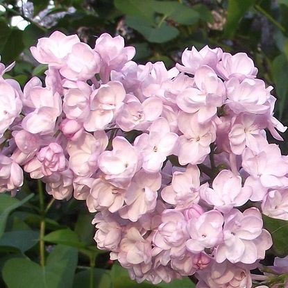 милосердие