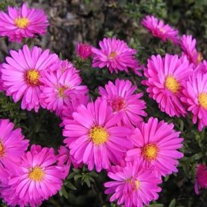 astra_kustarnikovaya_rozenvihtel.jpg1_-300x300