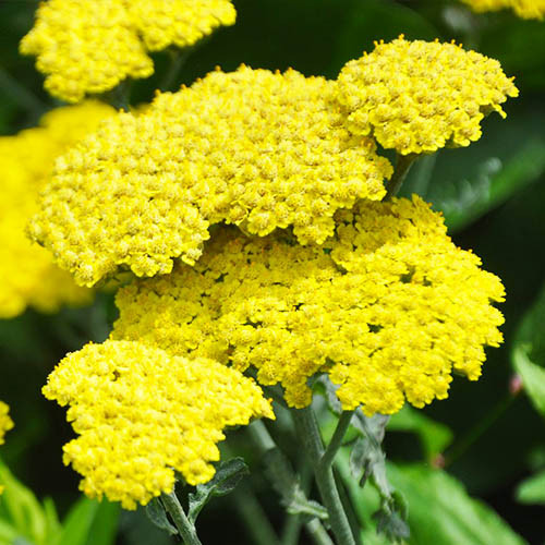 achilleya-yellow-bigflowering