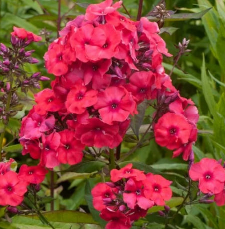 флокс Джулиглут