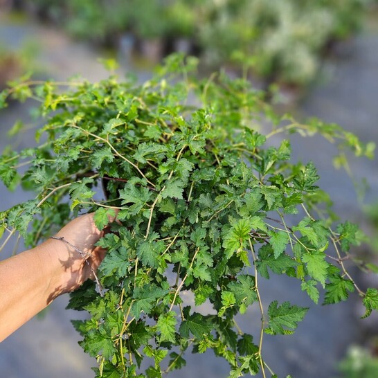 Стефанандра