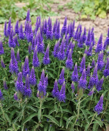 veronika-koloskovaja-spicata