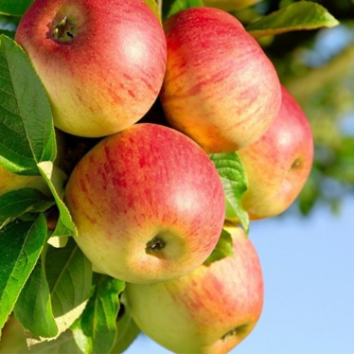 яблоня конфетная