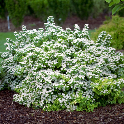 spiraea_halward'ssilver1