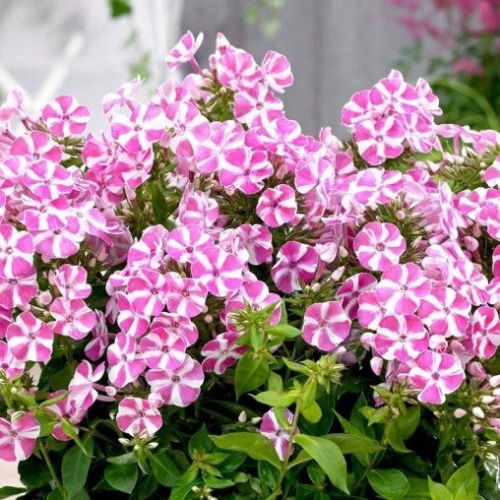 b5fe2169dd4e11eebbb4b42e998dab4f.jpg.720x720_q85_crop-scale