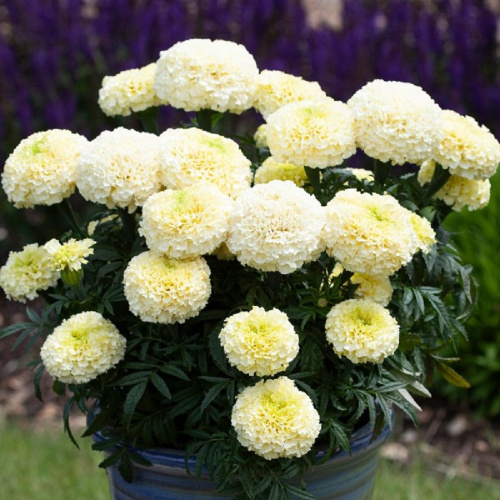 бархатццы вайт голд макс