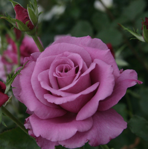 Роза флорибунда Shocking Blue "Шокинг Блю" : С5