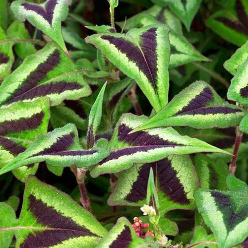 5520_persikariya_melkogolovaya_purple_fantasy_003