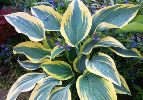 Хоста Hosta First Frost