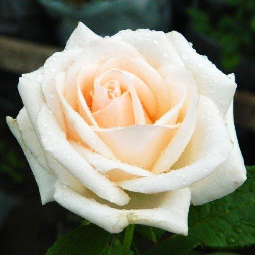 роза дельфи