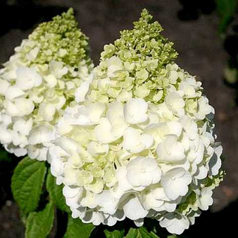 гортензия эджик матер