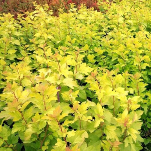 наггет пузыреплодник