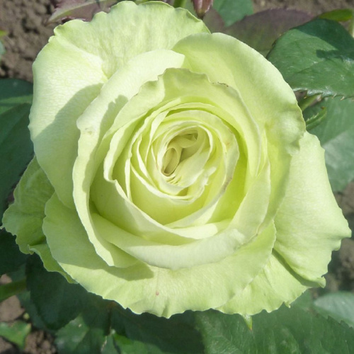 зеленый чай