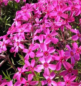 флокс шел Темискаминг