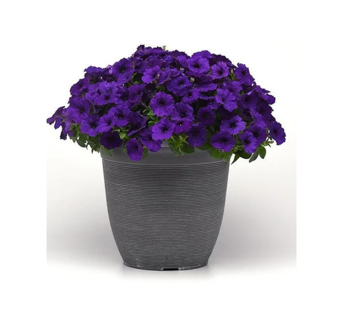 петуния-e3-easy-wave-f1-blue-3-шт-драже