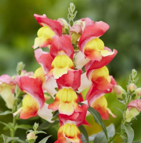 львиный зев орандж энд елоу