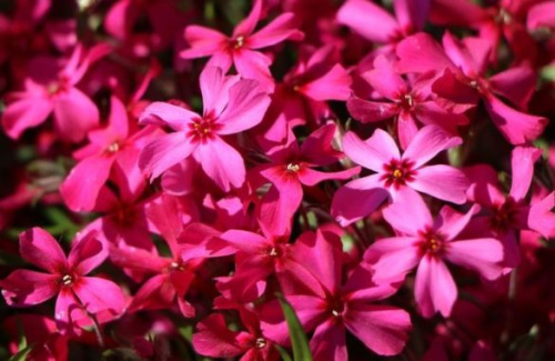 floksy-mnogoletnie-13