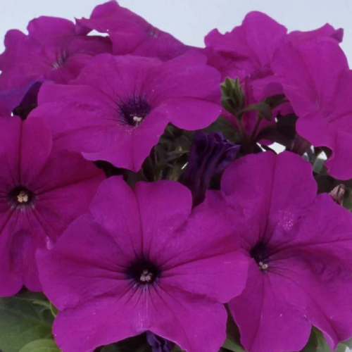 петуния лимбо джи пи ти виолет