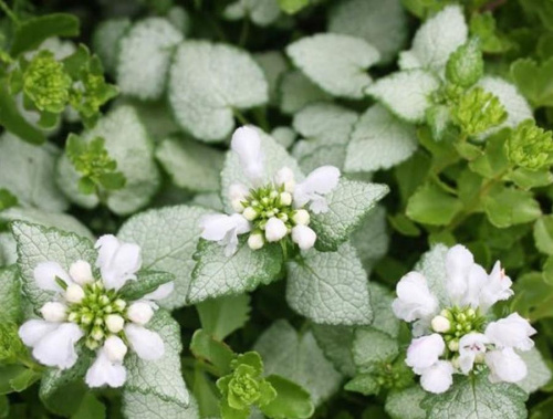 яснотка пятнистая вайт ненси