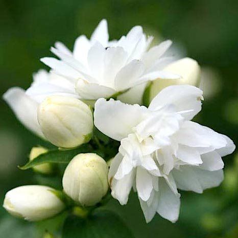 чубушник шнеештурм