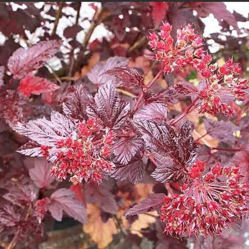 андре пузыреплоник