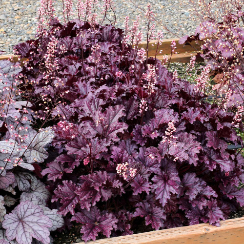 Гейхера Heuchera Forever Purple